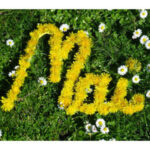 mai.magdy25@gmail.con